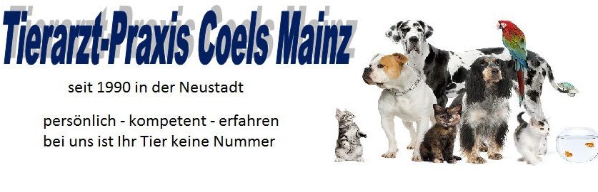 Tierarzt Praxis in Mainz – Professionelle Tiergesundheit 1 tierarzt praxis in mainz professionelle tiergesundheit