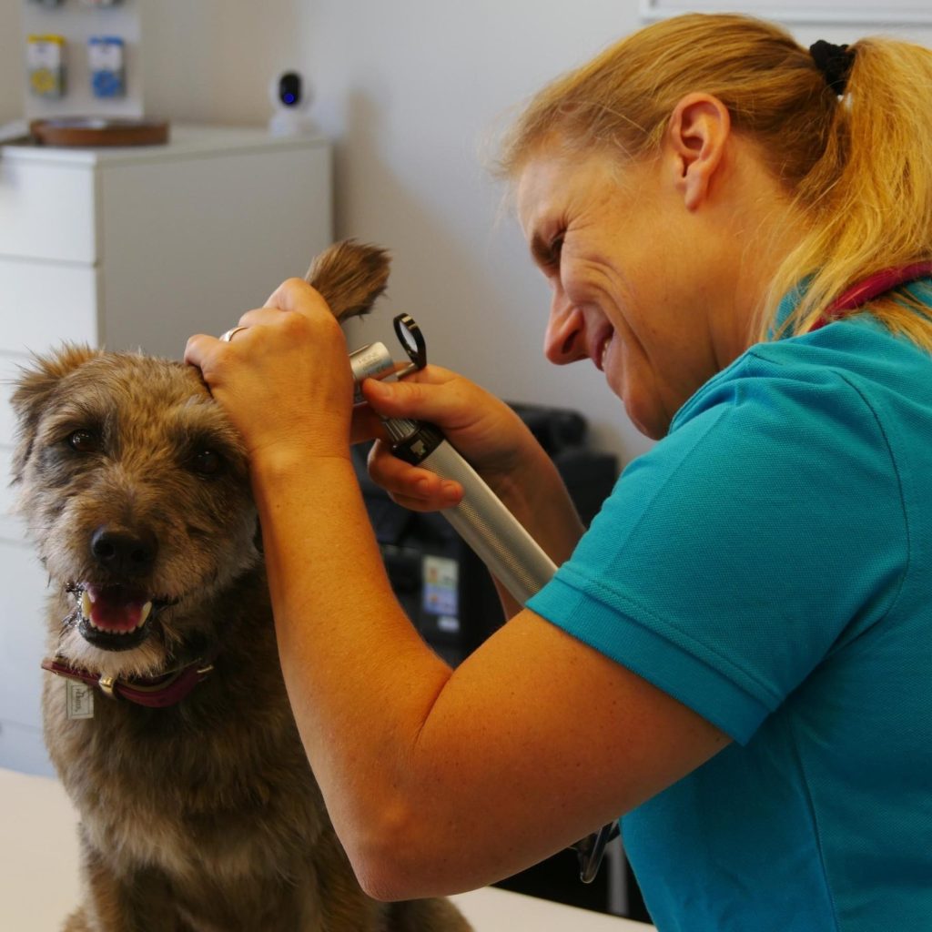 Tierarztpraxis in Bayern – Professionelle Veterinärmedizin 1 tierarztpraxis in bayern professionelle veterinarmedizin