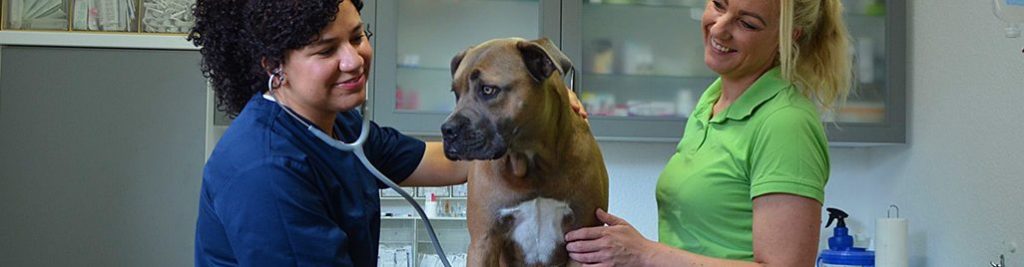 Tierarztpraxis in Bremerhaven – Professionelle Tierärztliche Betreuung für Ihr Haustier 1 tierarztpraxis in bremerhaven professionelle tierarztliche betreuung fur ihr haustier