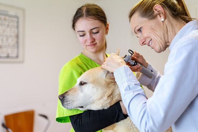 Tierarztpraxis in Kiel – Kompetente Tierärztliche Betreuung 1 tierarztpraxis in kiel kompetente tierarztliche betreuung
