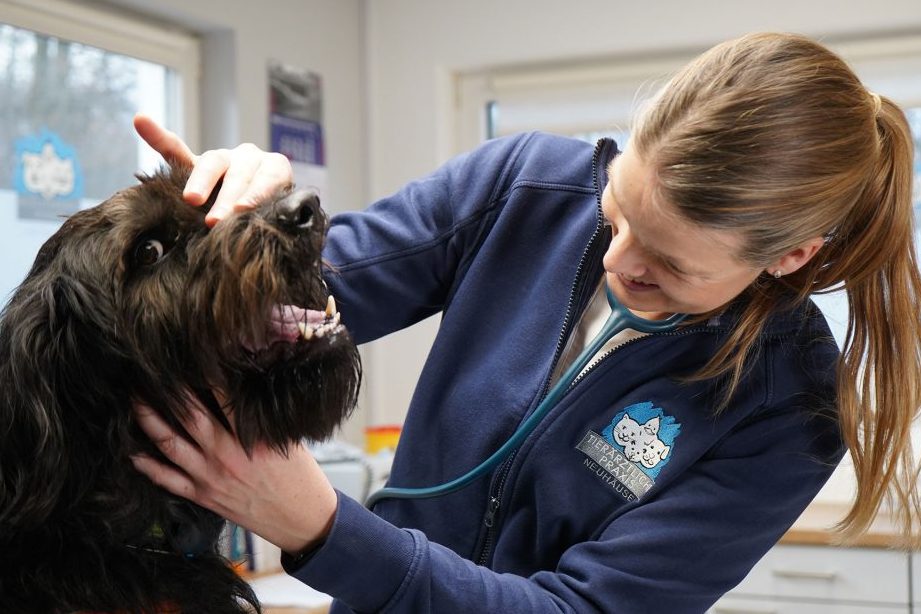 Tierarztpraxis in Koblenz: Professionelle Tiergesundheit in Ihrer NĂ€he 1 tierarztpraxis in koblenz professionelle tiergesundheit in ihrer nahe