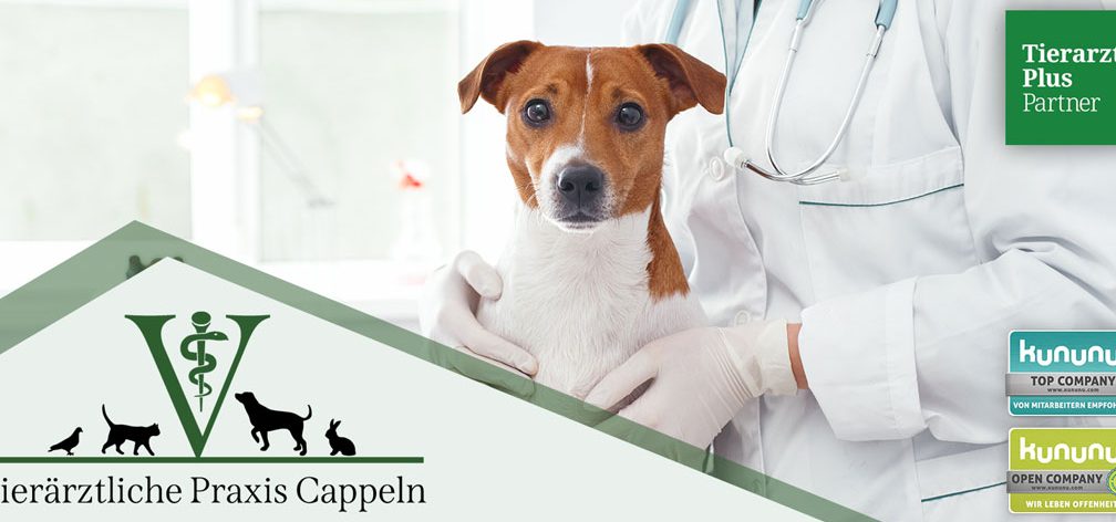 Tierarztpraxis in Mecklenburg-Vorpommern – Professionelle Tiergesundheit 1 tierarztpraxis in mecklenburg vorpommern professionelle tiergesundheit