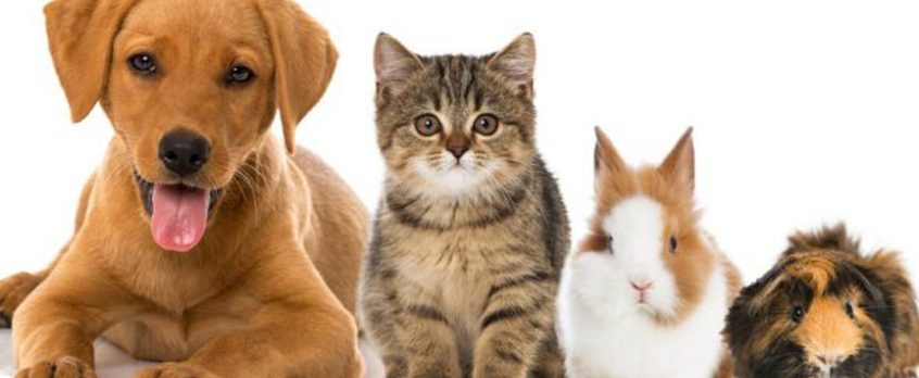 Tierarztpraxis in Saarbrücken – Kompetente veterinäre Betreuung 1 tierarztpraxis in saarbrucken kompetente veterinare betreuung