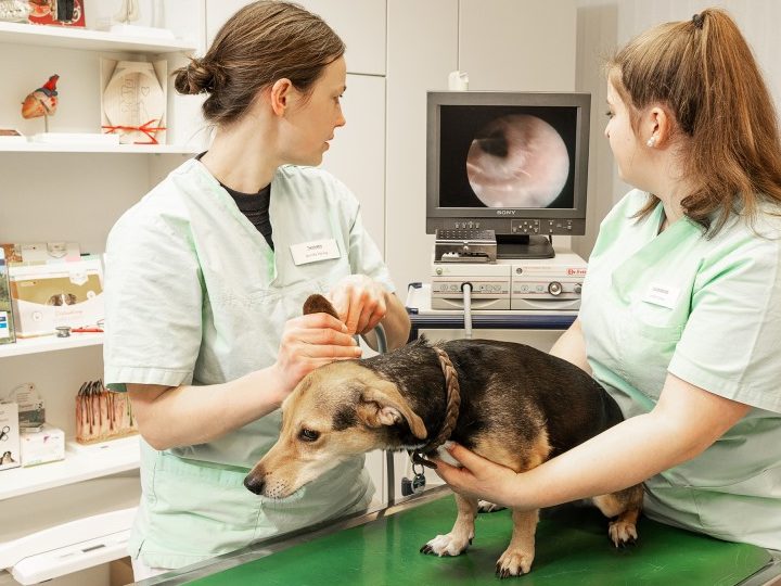 Tierarztpraxis in Schleswig-Holstein: Professionelle Tierärztliche Betreuung 1 tierarztpraxis in schleswig holstein professionelle tierarztliche betreuung